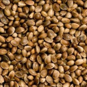bulk wholesale regular unfeminized hemp seeds cheap colorado pick up