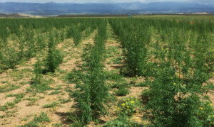 Farmers can sell future crop in hemp farming contracts called futures