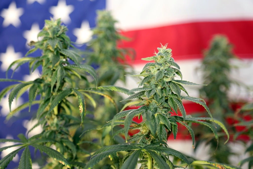 the laws surrounding buying and selling hemp flower after the 2019 farm bill