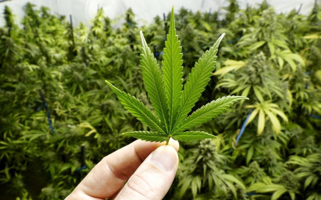 Secret Nature cannabis