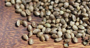 legality of buying and selling hemp seeds in the state of california