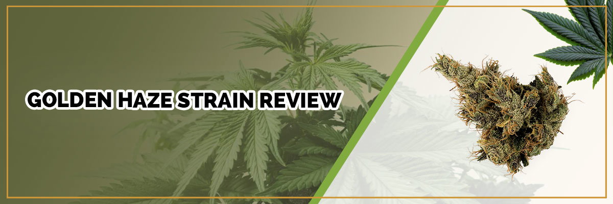 image of page banner golden haze strain review