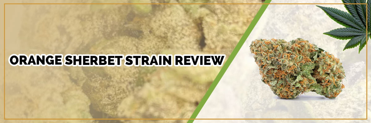 image of page banner orange sherbet strain review