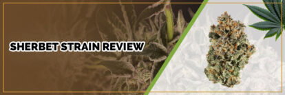 image of page banner sherbet strain review