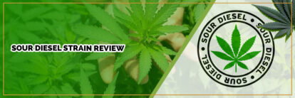 image of page banner sour diesel strain review