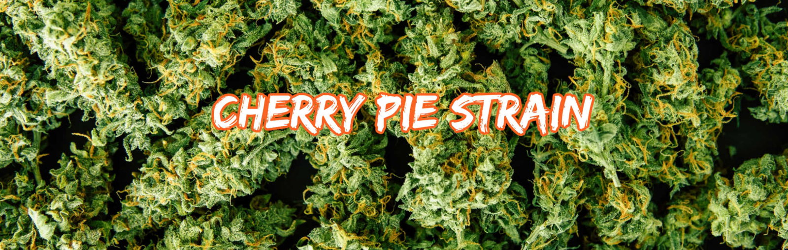 image of cherry pie strain
