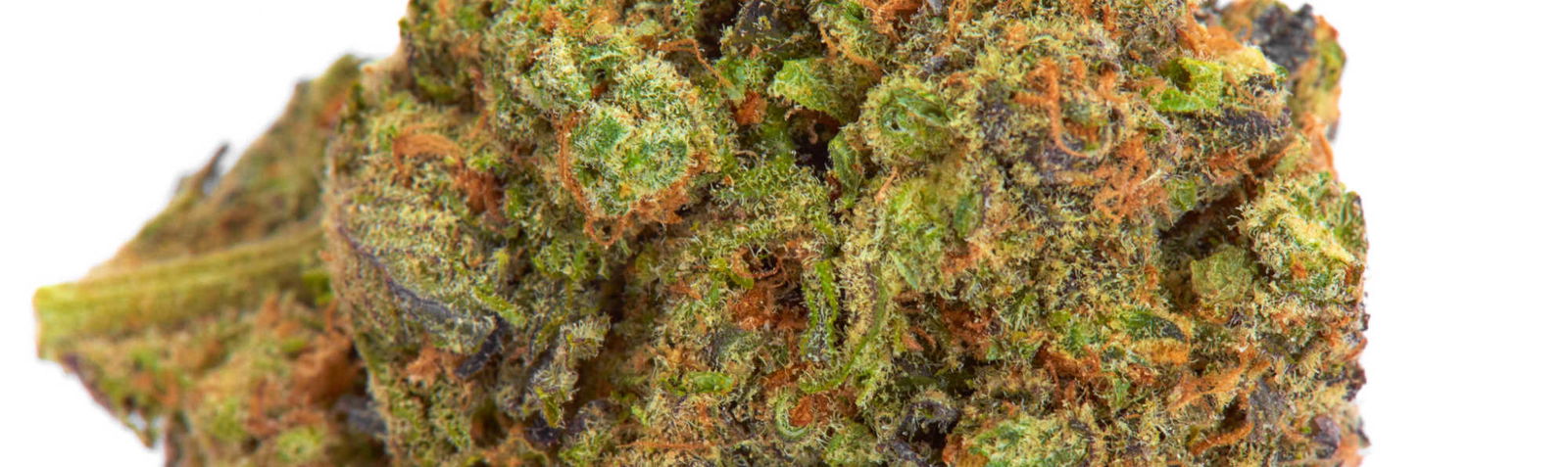 image of gelatin hemp strain appearance