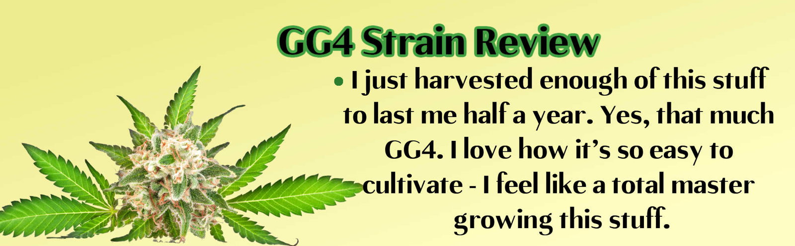 image of gg4 strain review