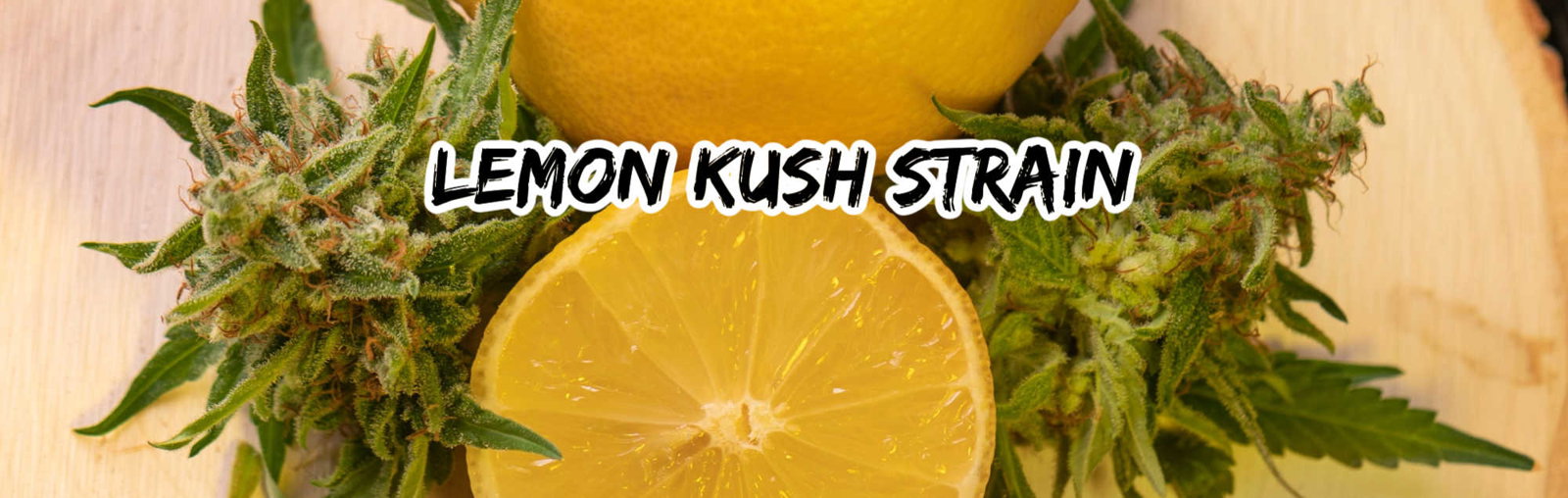 image of lemon kush strain