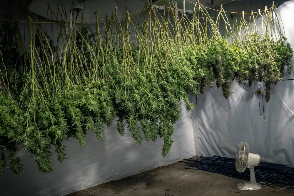 hemp plants hung up for curing