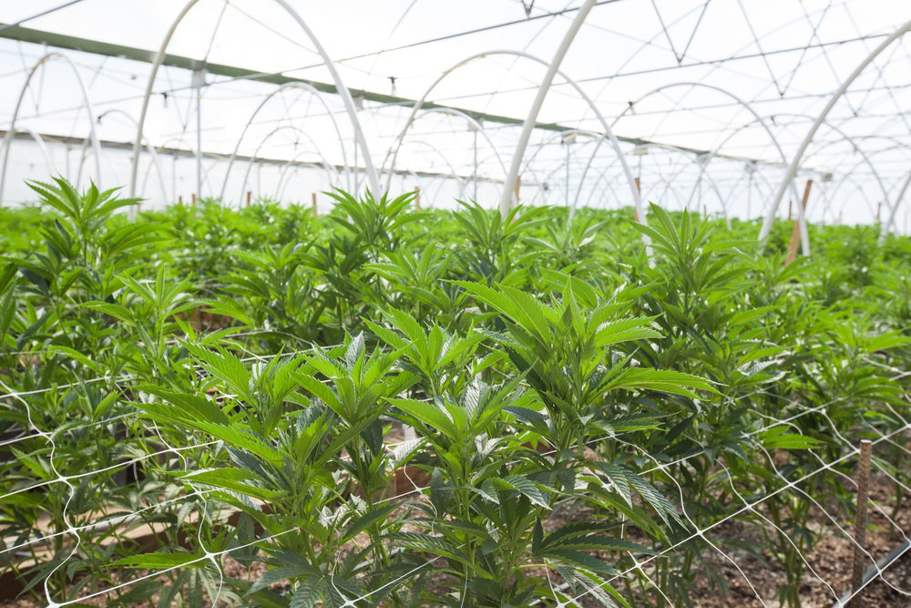 hemp plants being grown in an indoor greenhouse