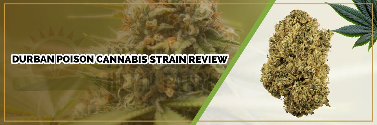 image of durban poison strain review page banner