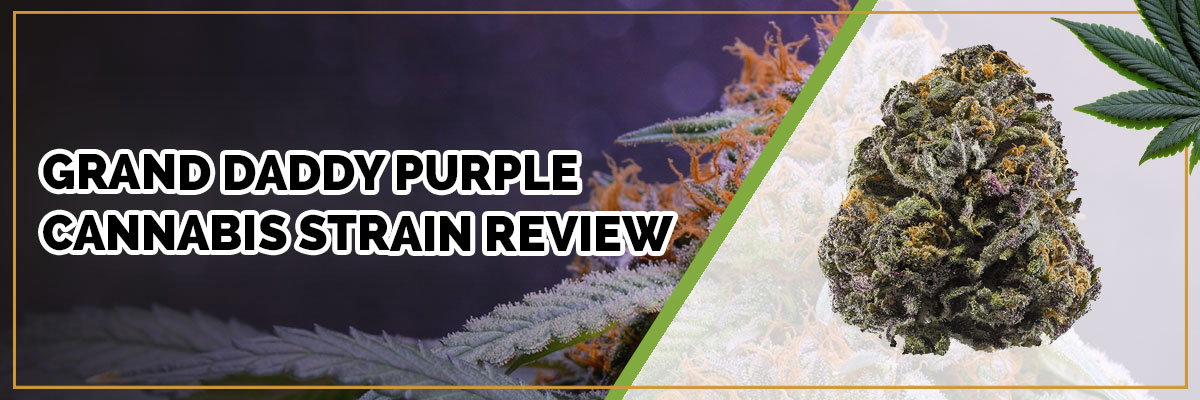 image of grand daddy purple strain page banner
