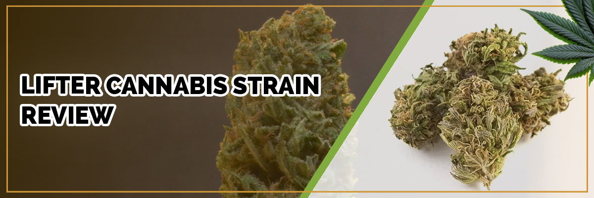 image of lifter strain page banner