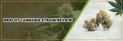 page banner of merlot cannabis strain review