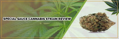 image of special sauce strain page banner