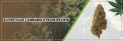 image of suver hage cannabis strain page banner