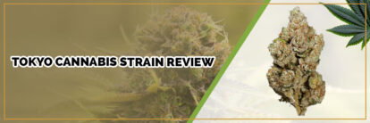 page banner of tokyo cannabis strain