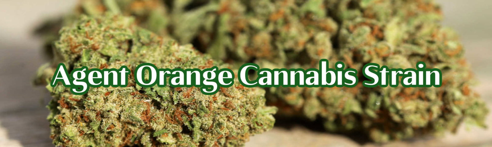 Agent Orange Cannabis 
