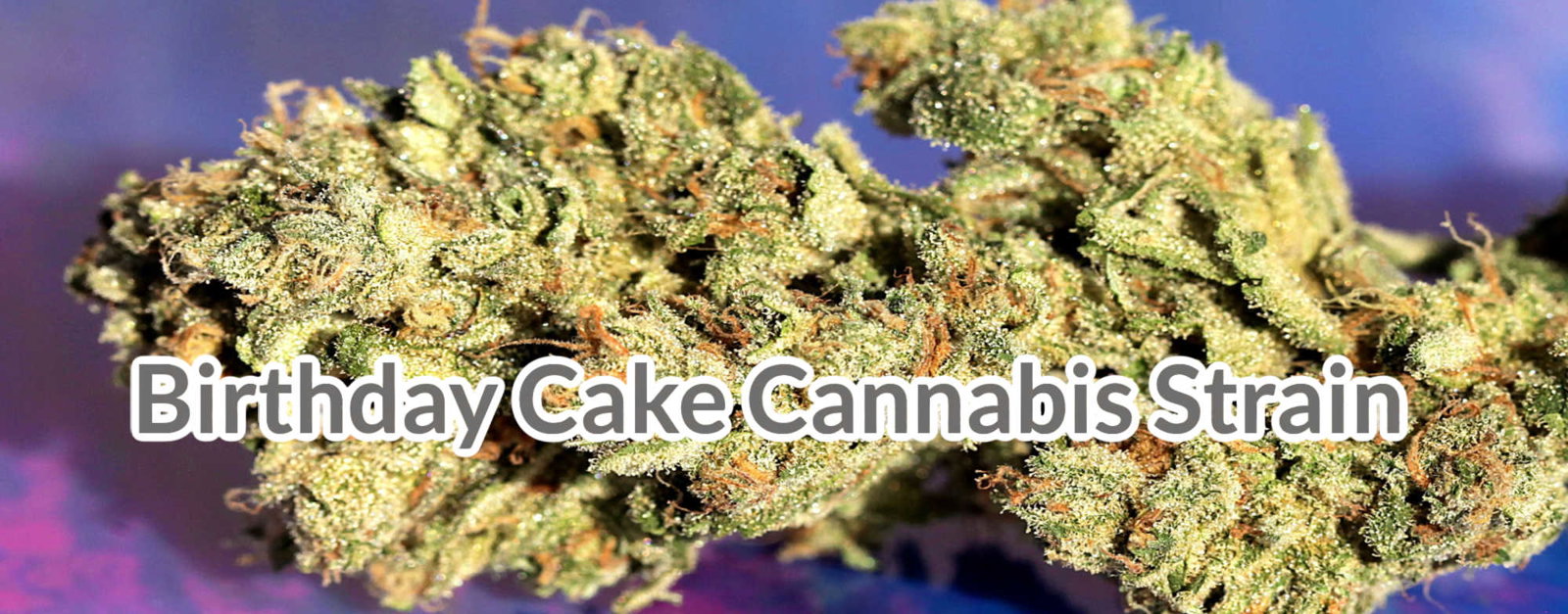 image of Birthday Cake Cannabis Strain
