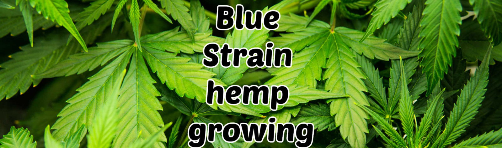 image of blue strain hemp growing