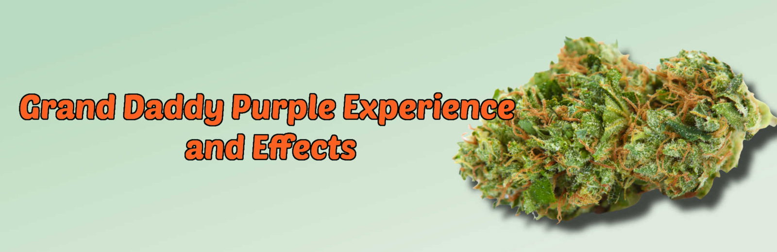 image of grand daddy purple experience and effects