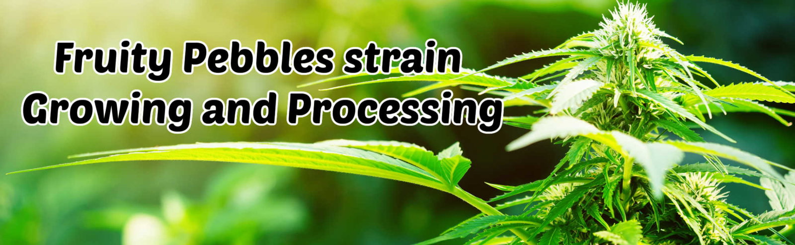 image of growing and processing of fruity pebbles strain