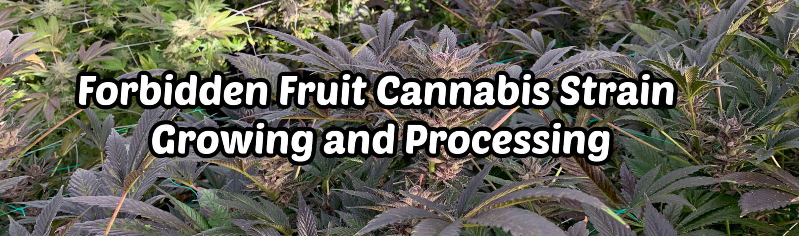 image of forbidden fruit cannabis strain growing and processing