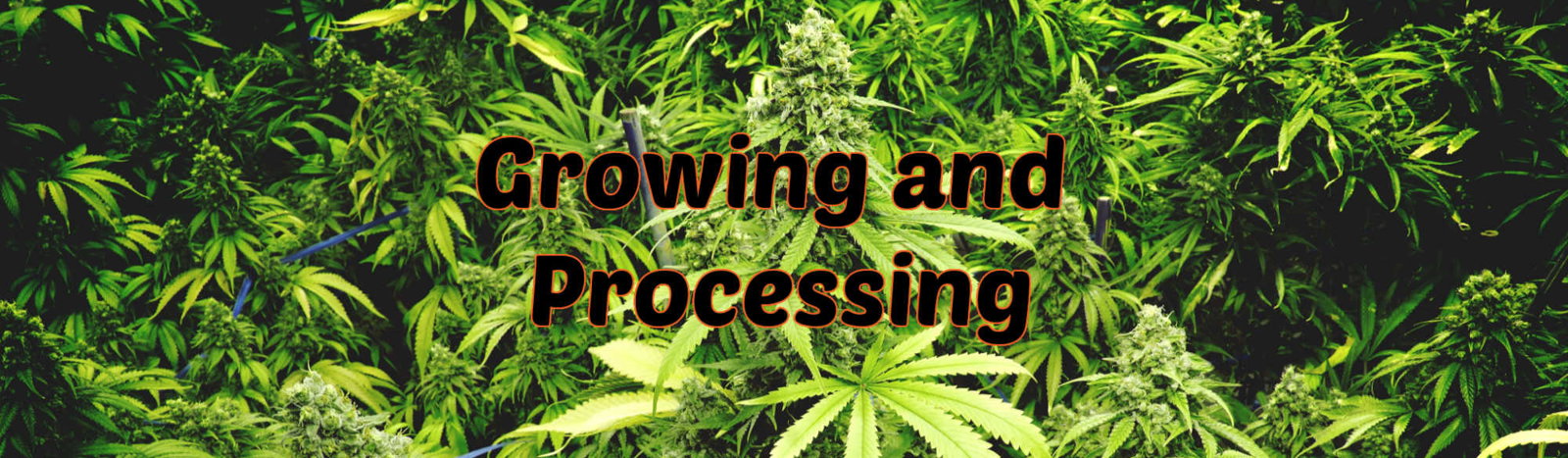image of bubble gum cannabis strain growing and processing