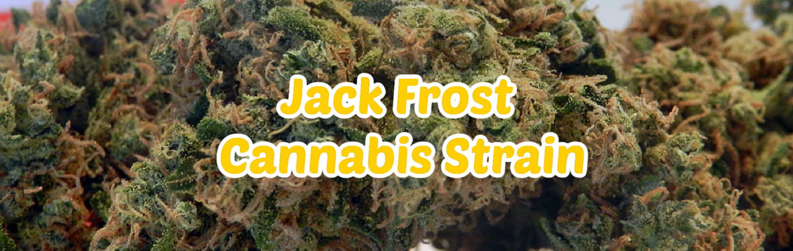 image of jack frost strain