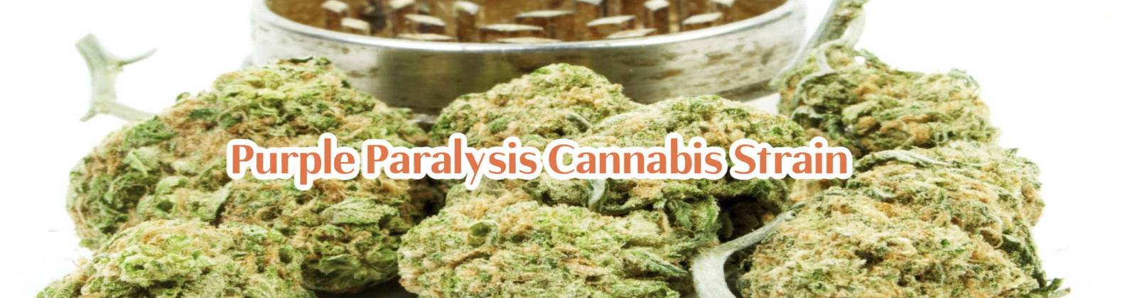 image of purple paralysis cannabis strain