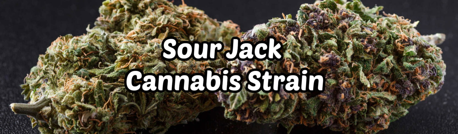 image of sour jack cannabis strain