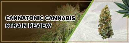 image of cannatonic strain page banner