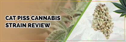 image of cat piss cannabis strain page banner