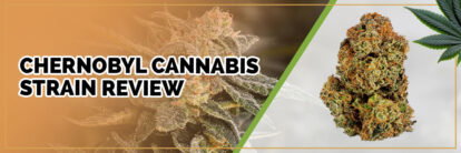 image of chernobyl cannabis strain page banner