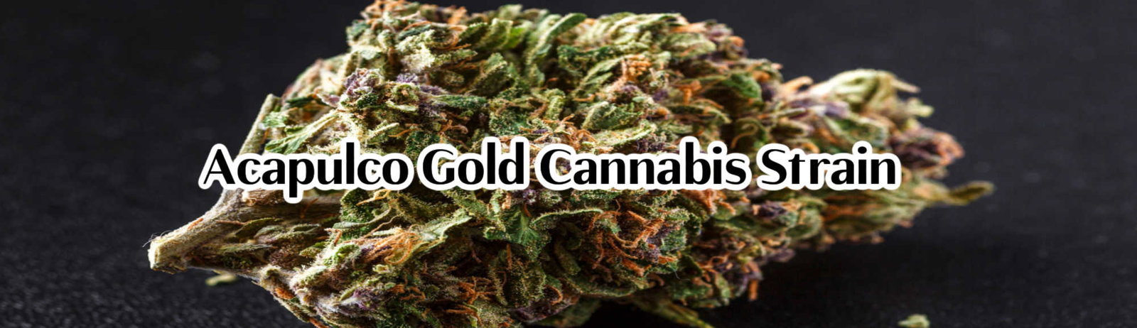 Acapulco Gold cannabis strain