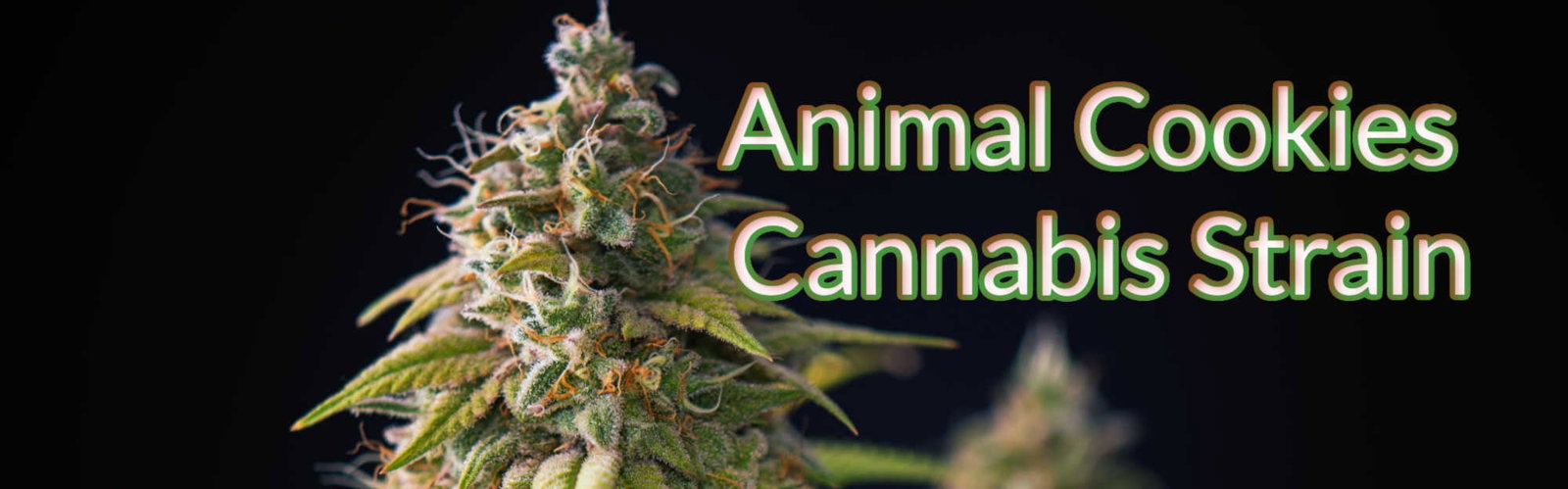 animal cookies Cannabis Strain 