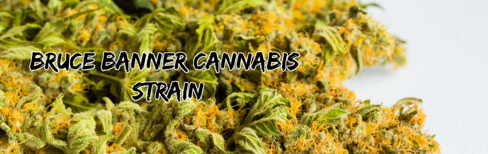 image of bruce banner cannabis strain