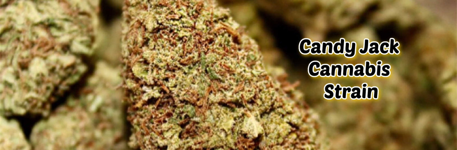 image of candy jack cannabis strain review