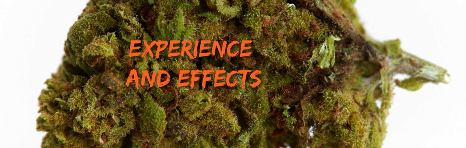 image of bruce banner strain experience and effects
