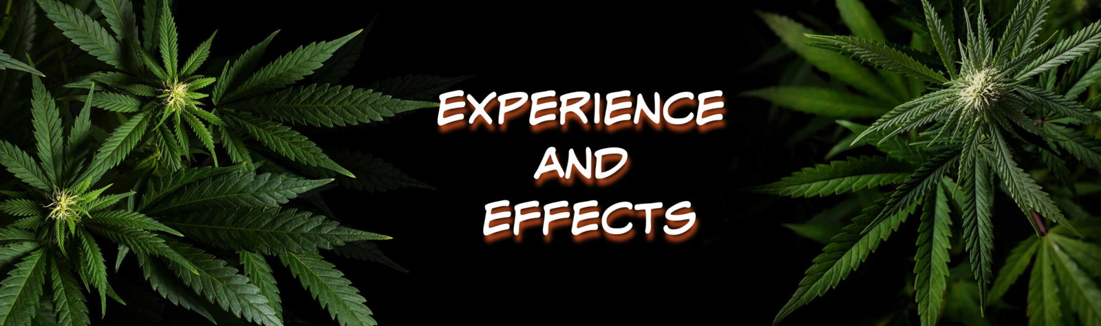 image of berry white experience and effects