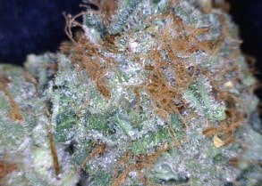 AK47 Cannabis flower close up