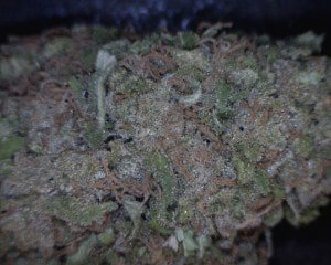 Blue Cookies Cannabis flower close up