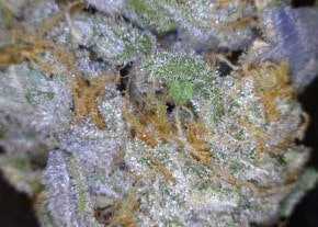 Chocolope Cannabis flower close up