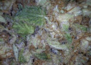 Critical Mass Cannabis flower close up