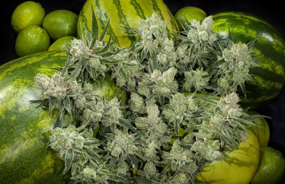 Watermelon Cannabis Strain