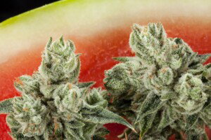 Watermelon Cannabis bud