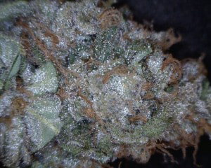 Canna-Tsu Cannabis flower close up