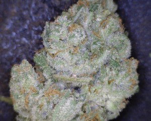 Cinex Cannabis flower close up