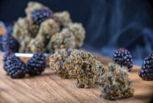 Fruit Loops Cannabis bud